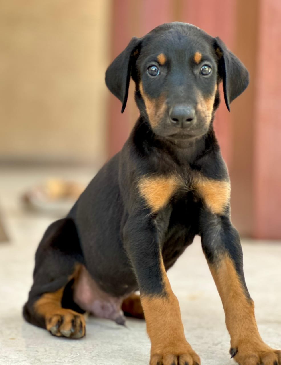 Buy Male Doberman Puppy from Hyderabad